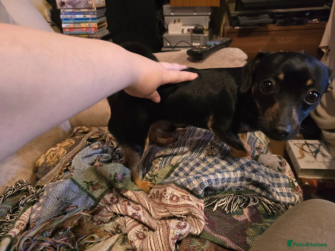 Jack Russell dogs for stud: Miniature jack russell for stud £200 in Rotherham - Advert 2