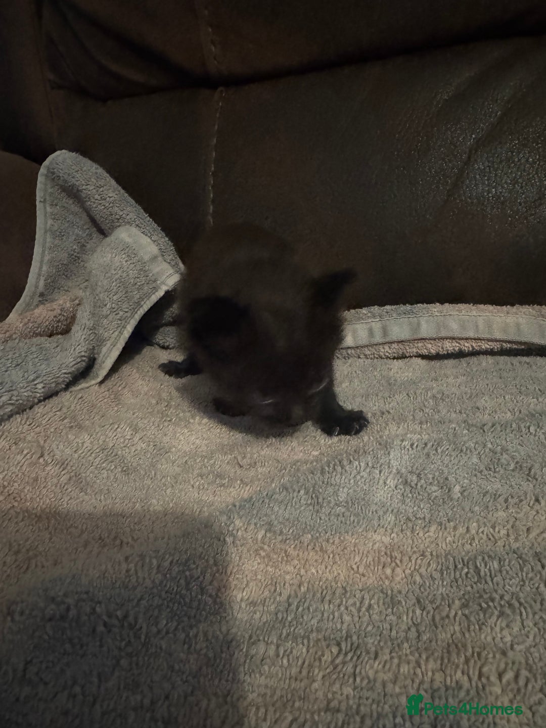 Mixed Breed cats for sale: 5 beautiful kittens mother part ragdoll - Image 21