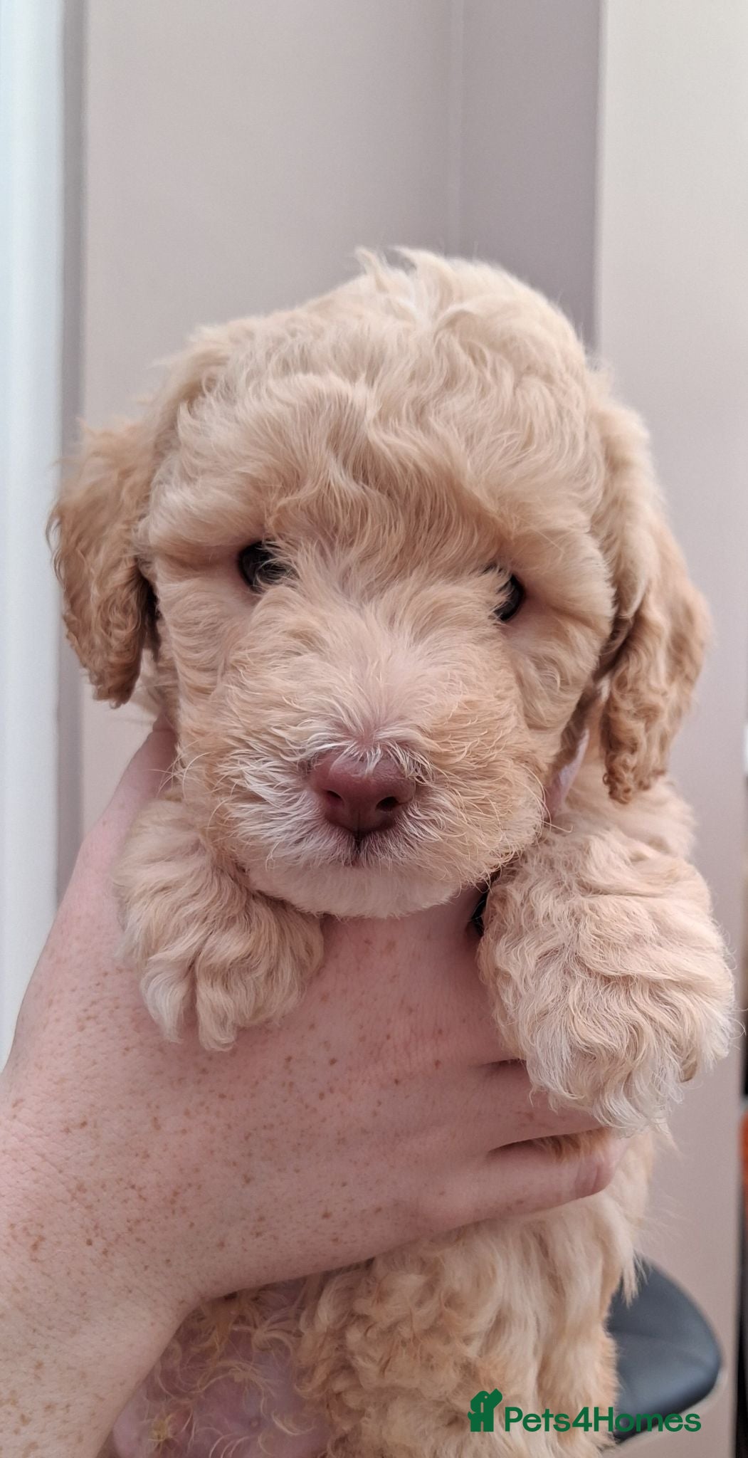 Poochon dogs Poochon Puppies (both parents health tested) - Advert 1