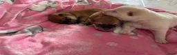 Japanese Shiba Inu dogs for sale: KC registered Japanese Shiba Inu puppies - Advert 7