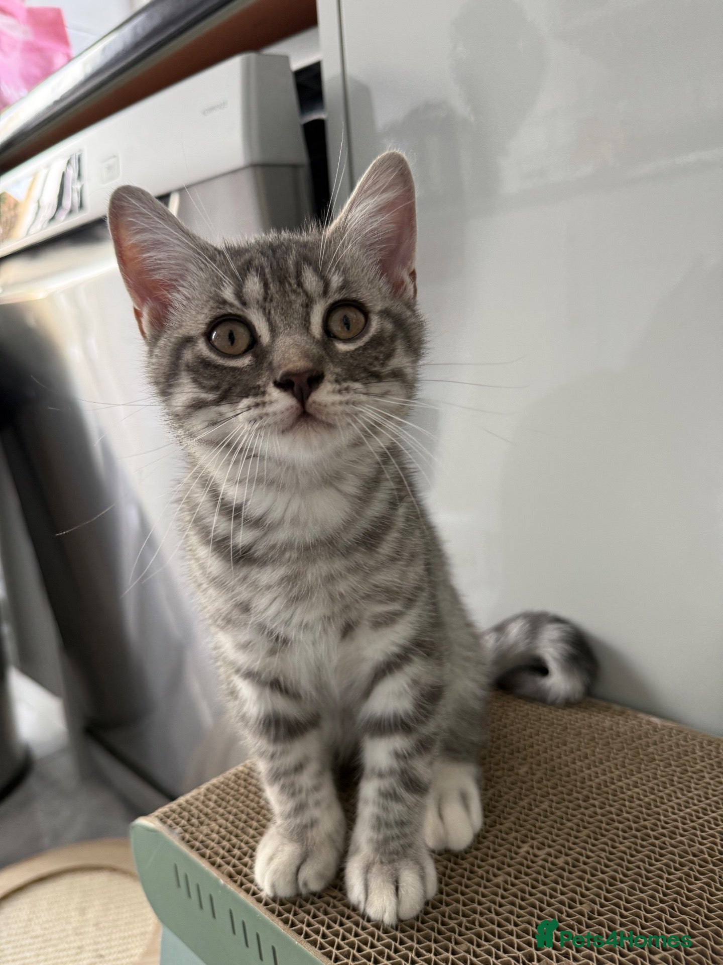 Scottish Fold cats Beautiful Silver Tabby Scottish Fold&Straight boys - Advert 3