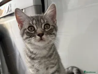 Scottish Fold cats Beautiful Silver Tabby Scottish Fold&Straight boys - Advert 3