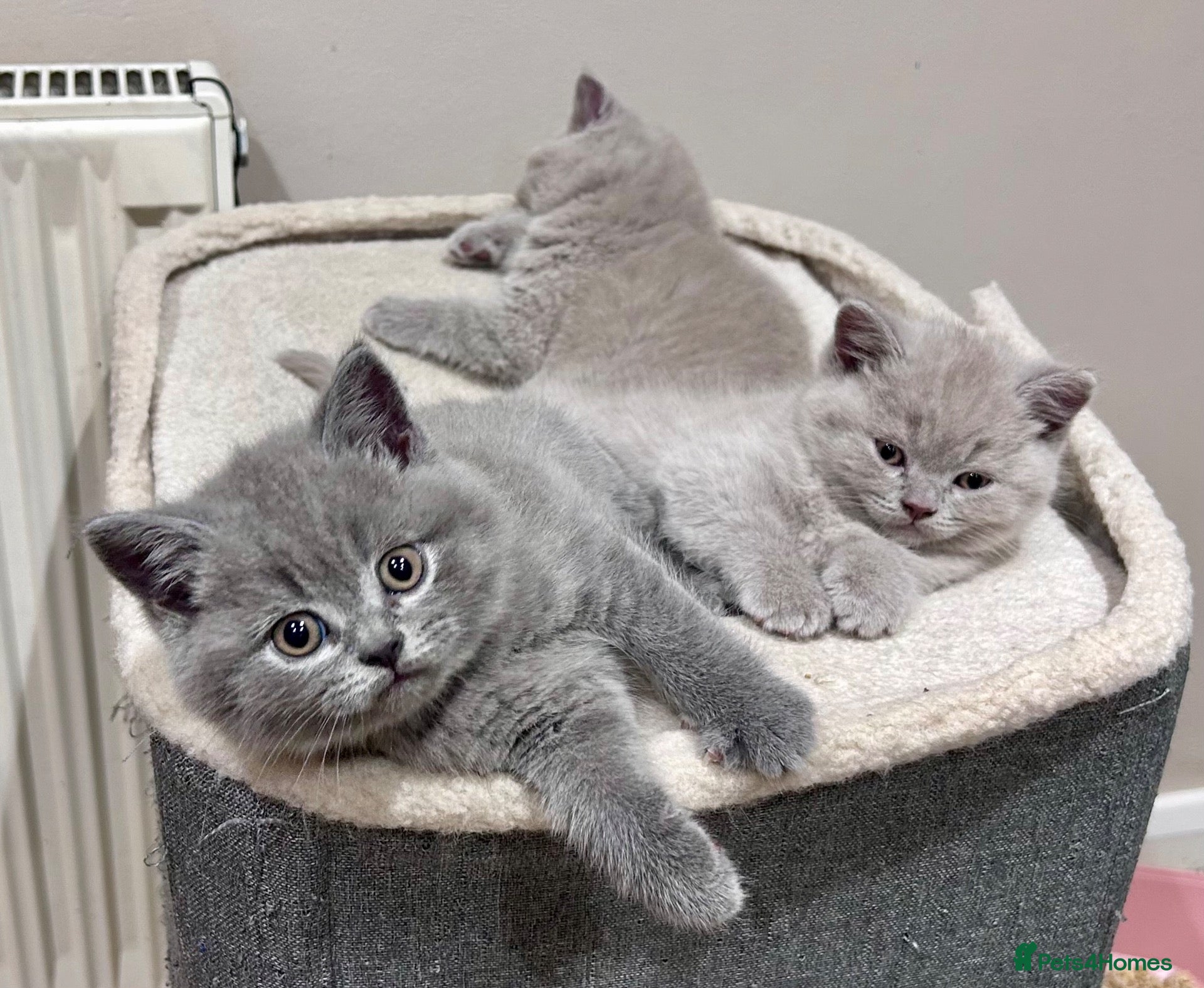 British Shorthair cats Tica Registered British Shorthair Kittens - Advert 1