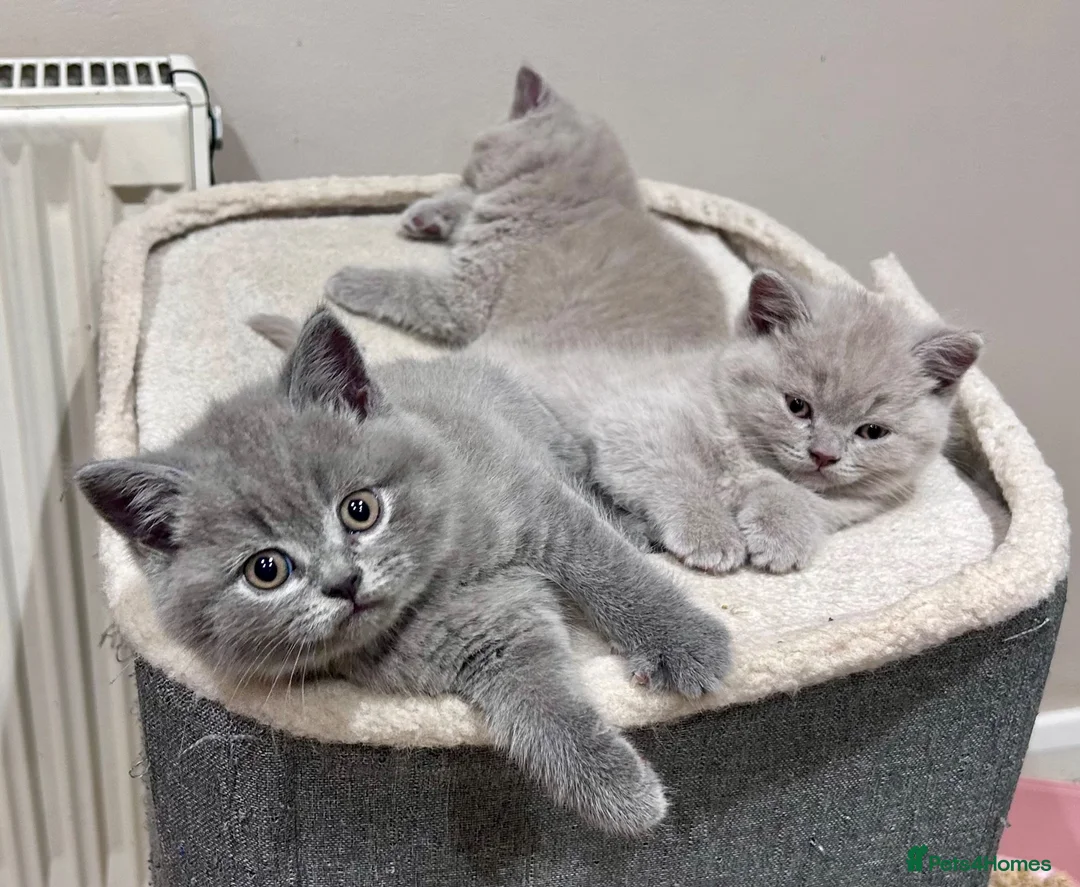 British Shorthair cats for sale: Tica Registered British Shorthair Kittens - Advert 1
