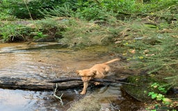 Labrador Retriever dogs for sale: My Boy Lenny - Labrador  - Image 5