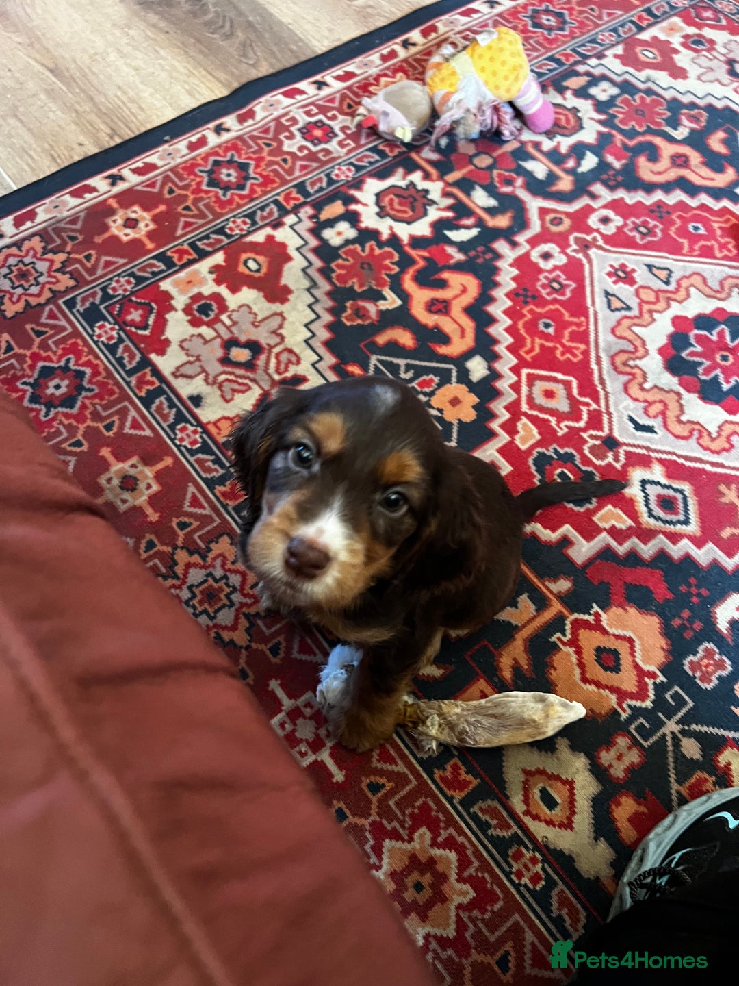 Cocker Spaniel dogs for sale: Stunning cocker spaniel puppies  - Advert 5