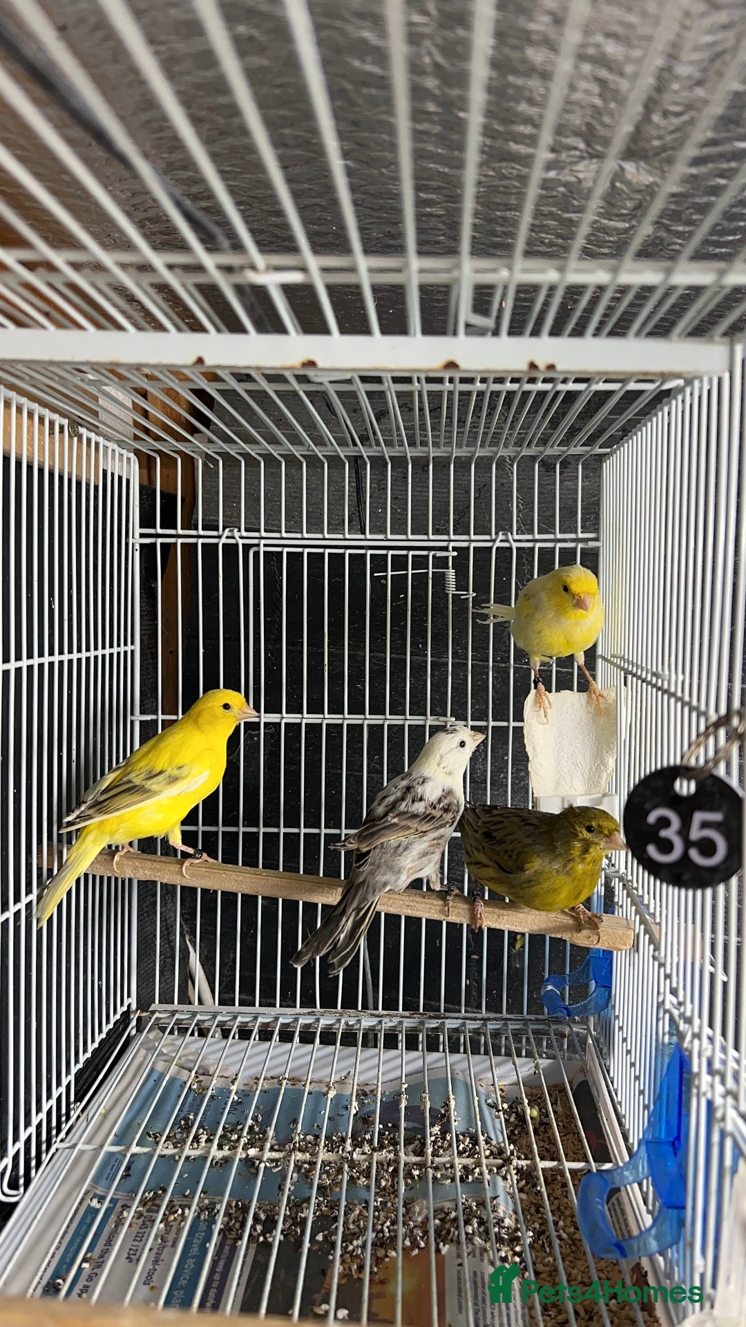 Canaries birds for sale: Canaries for sale  - Advert 3