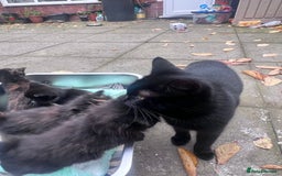 British Shorthair cats for sale: Cat and her kittens - Image 7