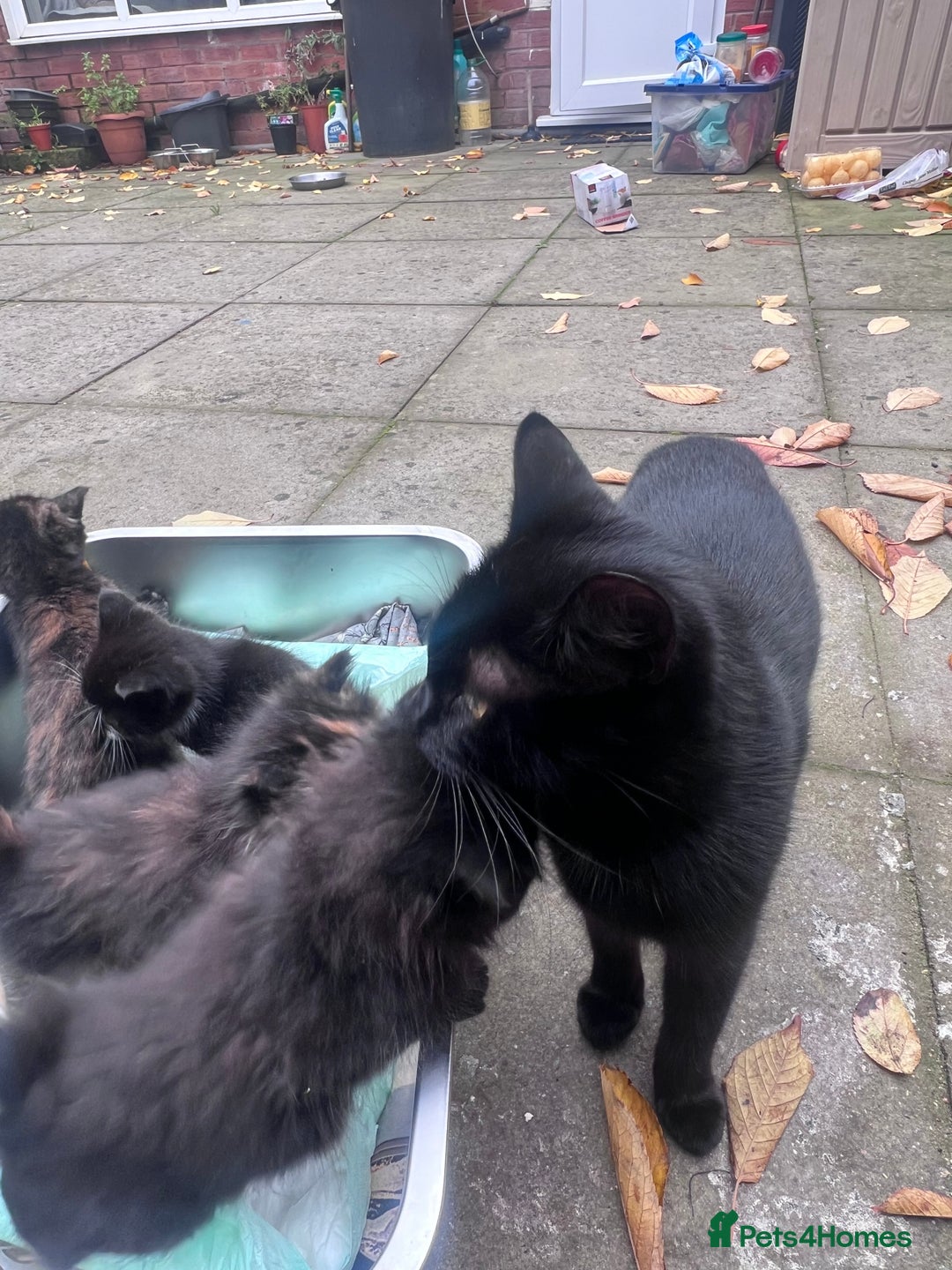 British Shorthair cats for sale: Cat and her kittens - Image 7