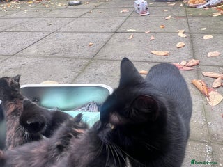 British Shorthair cats Cat and her kittens - Advert 1