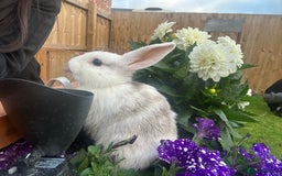 Mini Lop rabbits for sale: Mini Lops. READY NOW - Image 4