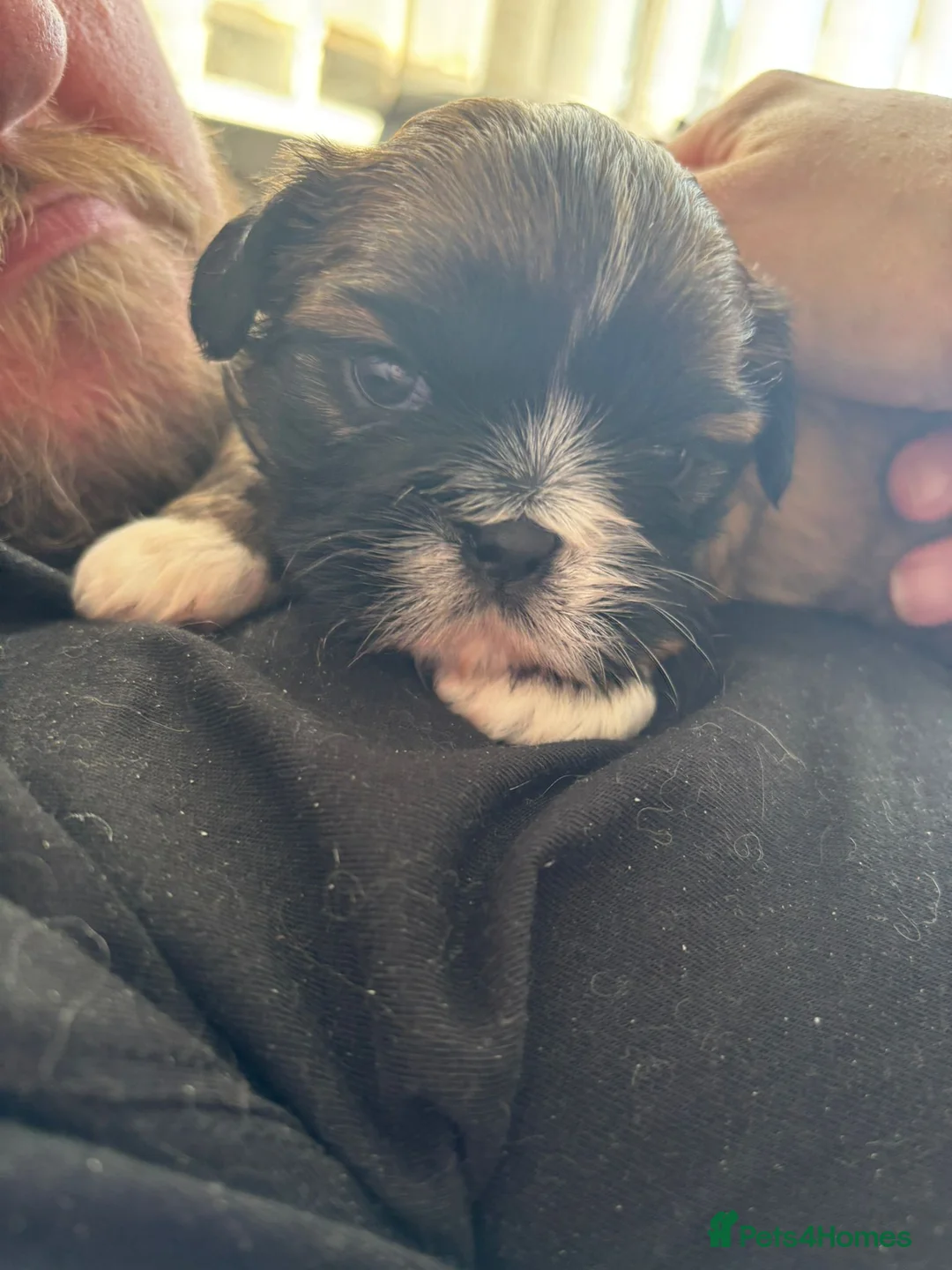 Shih Tzu dogs for sale: 3 beautiful shih tzu girl pups - Advert 11