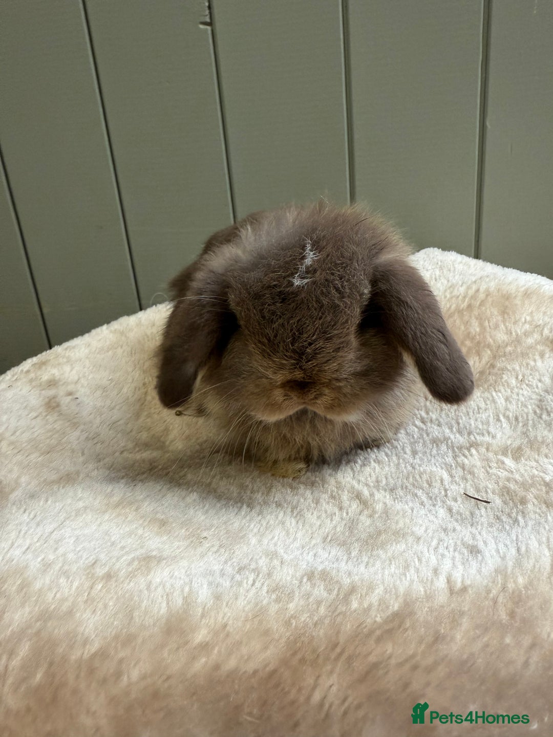 Mini Lop rabbits for sale: 🖤🩶🤎 Gorgeous Pure Bred Mini Lops 🖤🩶🤎 - Advert 2