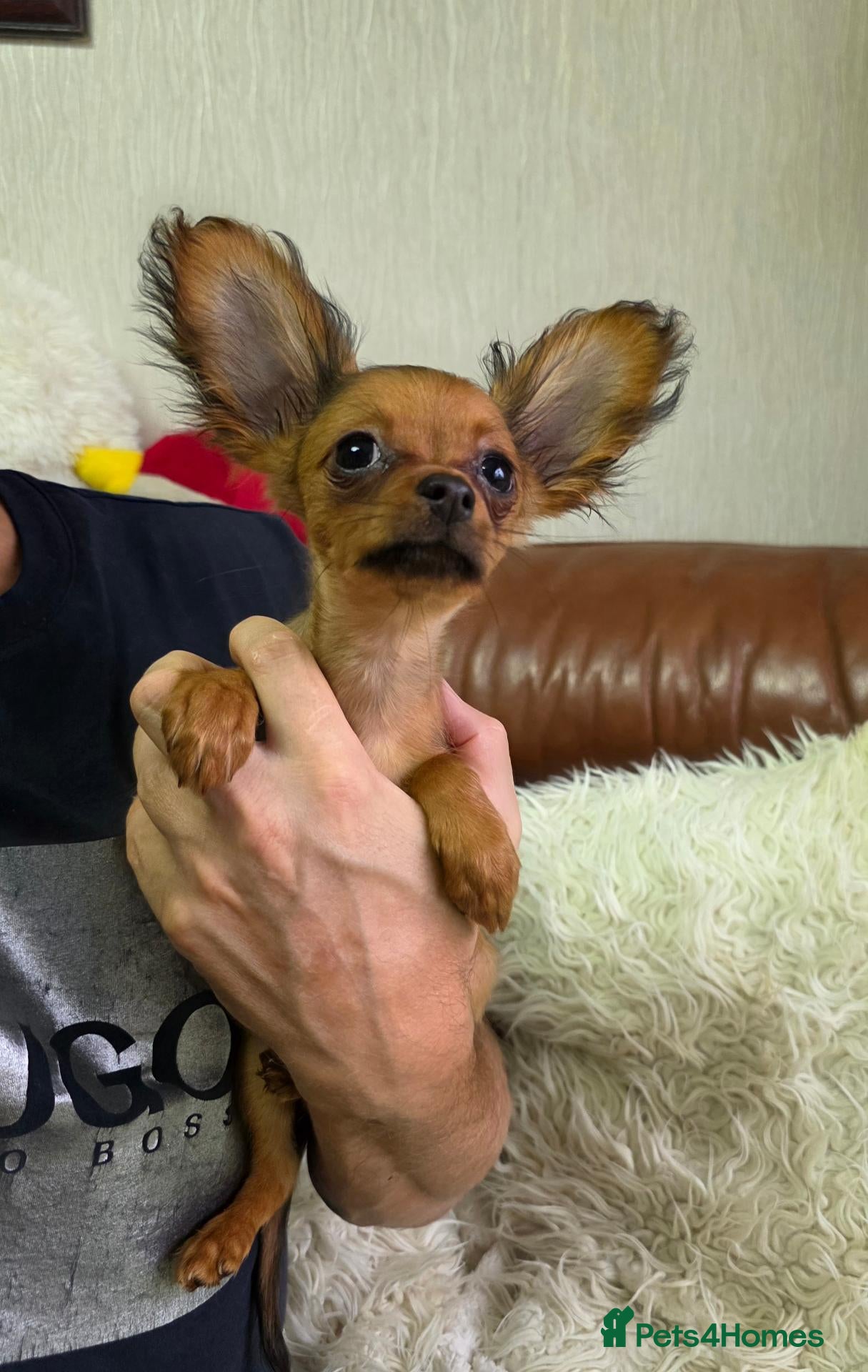 Russian Toy Terrier dogs Russian Toy long-haired puppies  - Advert 1