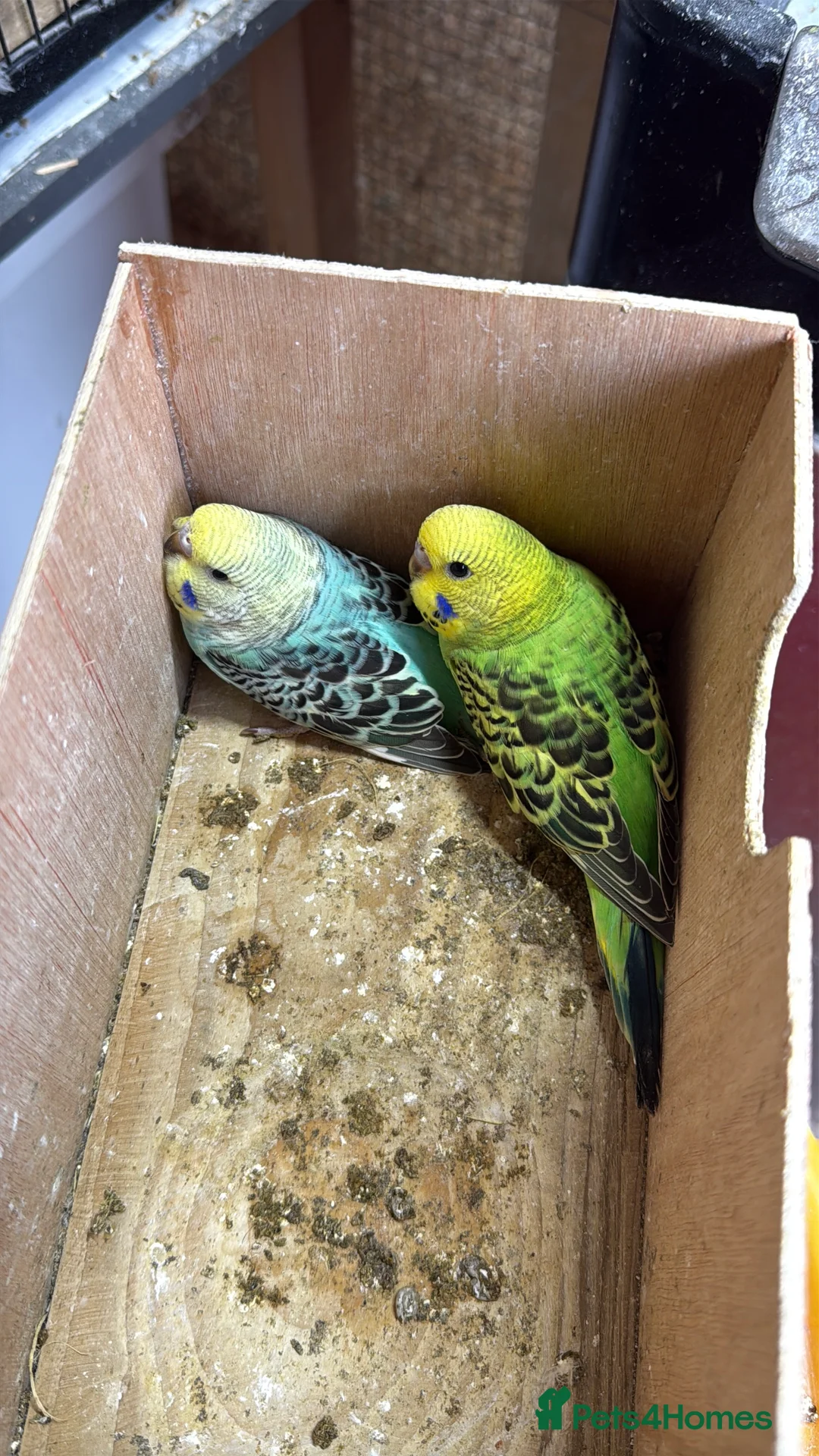 Budgerigars birds for sale: Baby Budgies 8 weeks - Advert 7