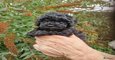 Cockapoo dogs - Advert 11