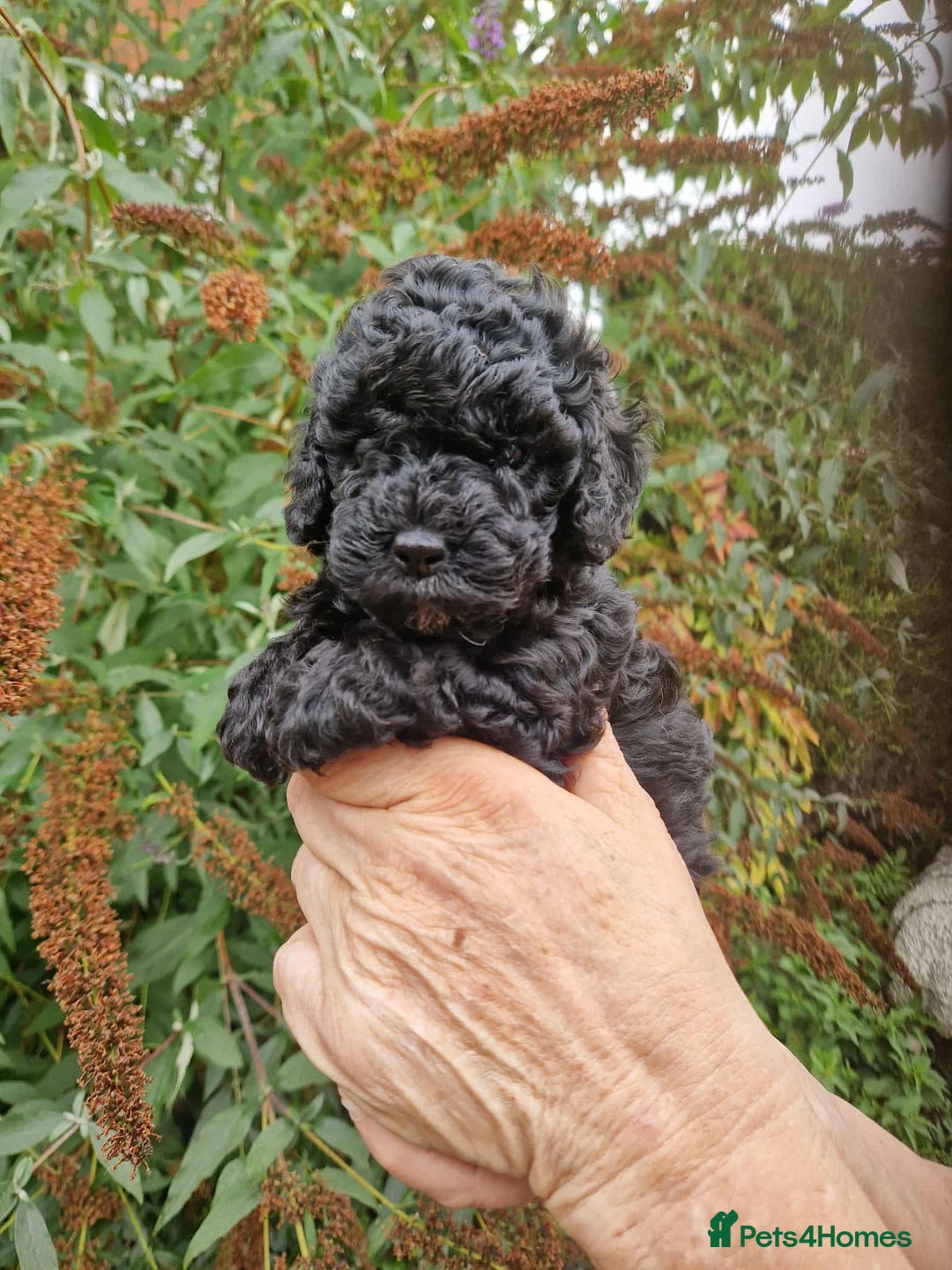 Cockapoo dogs for sale: 5 STAR FULLY DNA HEALTH TESTED F1B COCKAPOOS - Image 1