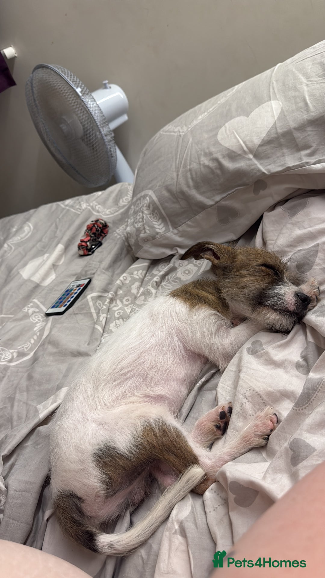 Mixed Breed dogs for sale: 6 month old boy looking for a forever home - Image 3