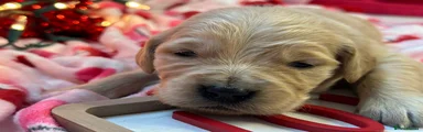 Golden Retriever Puppy 1