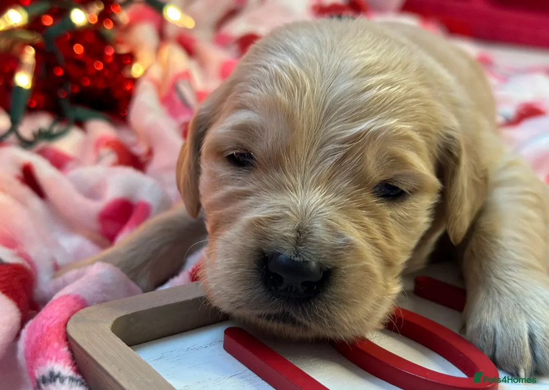 Golden Retriever dogs for sale: Golden Retrievers Family - Advert 2