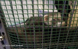 Ferret rodents for sale: 2 hobs 10 weeks old  - Image 7
