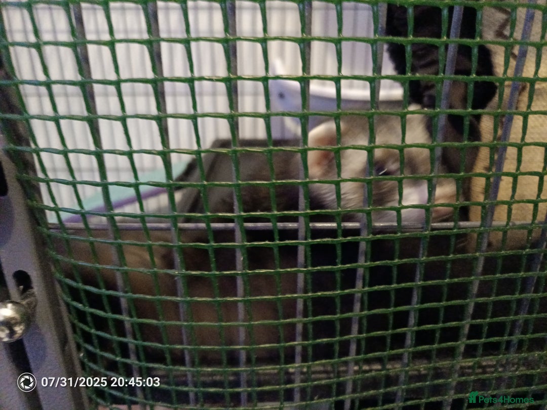 Ferret rodents for sale: 2 hobs 10 weeks old  - Image 7