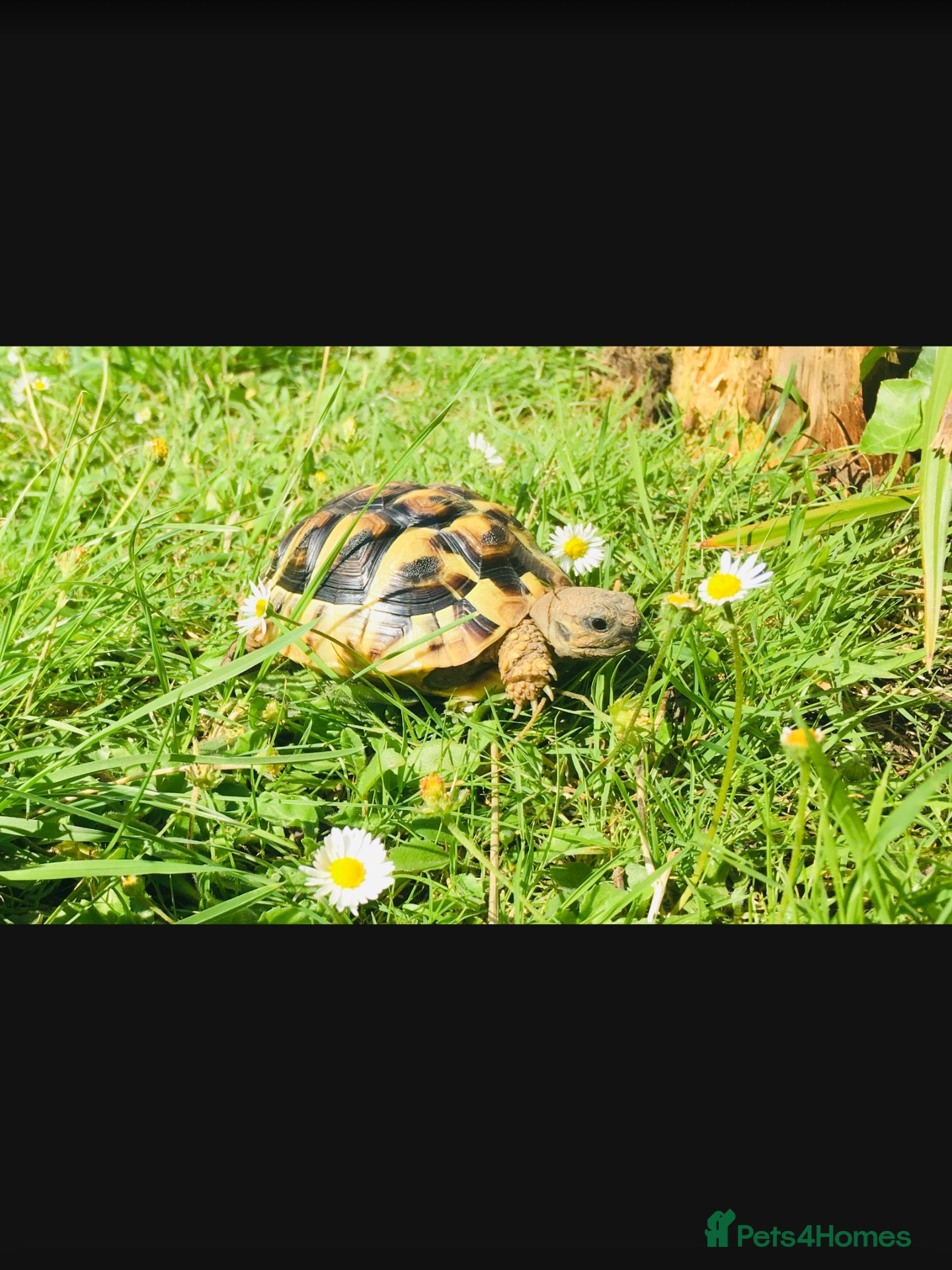 Hermann Tortoise reptiles This Charlie 7yrs old Hermanns Tortoise.  - Advert 8