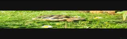 Hermann Tortoise reptiles for sale: This Charlie 7yrs old Hermanns Tortoise.  in Bridgend - Advert 1