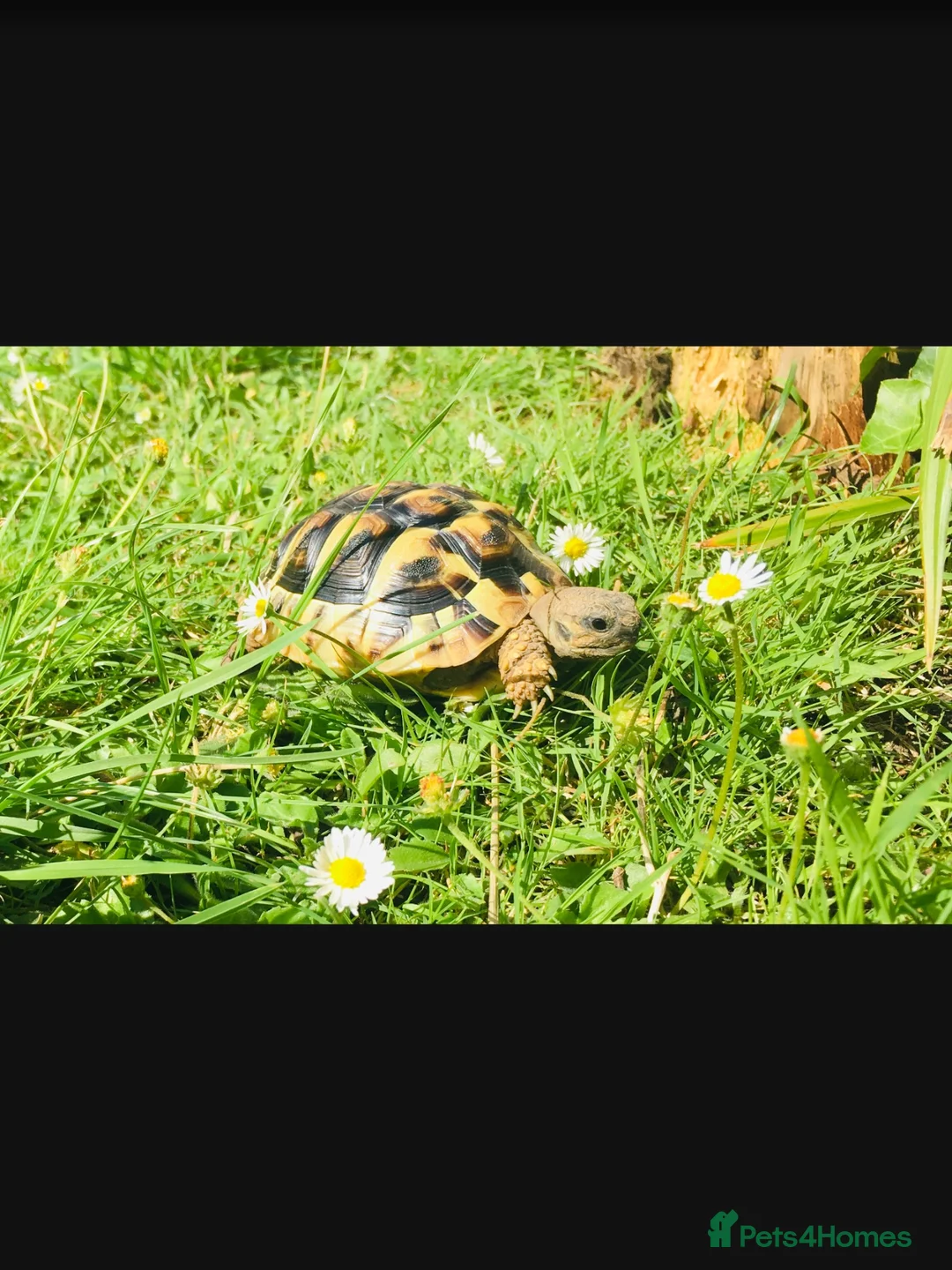 Hermann Tortoise reptiles for sale: This Charlie 7yrs old Hermanns Tortoise.  in Bridgend - Advert 1
