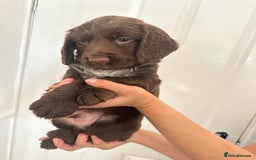 Cocker Spaniel dogs for sale: Show-Type Cocker Spaniels - Image 4