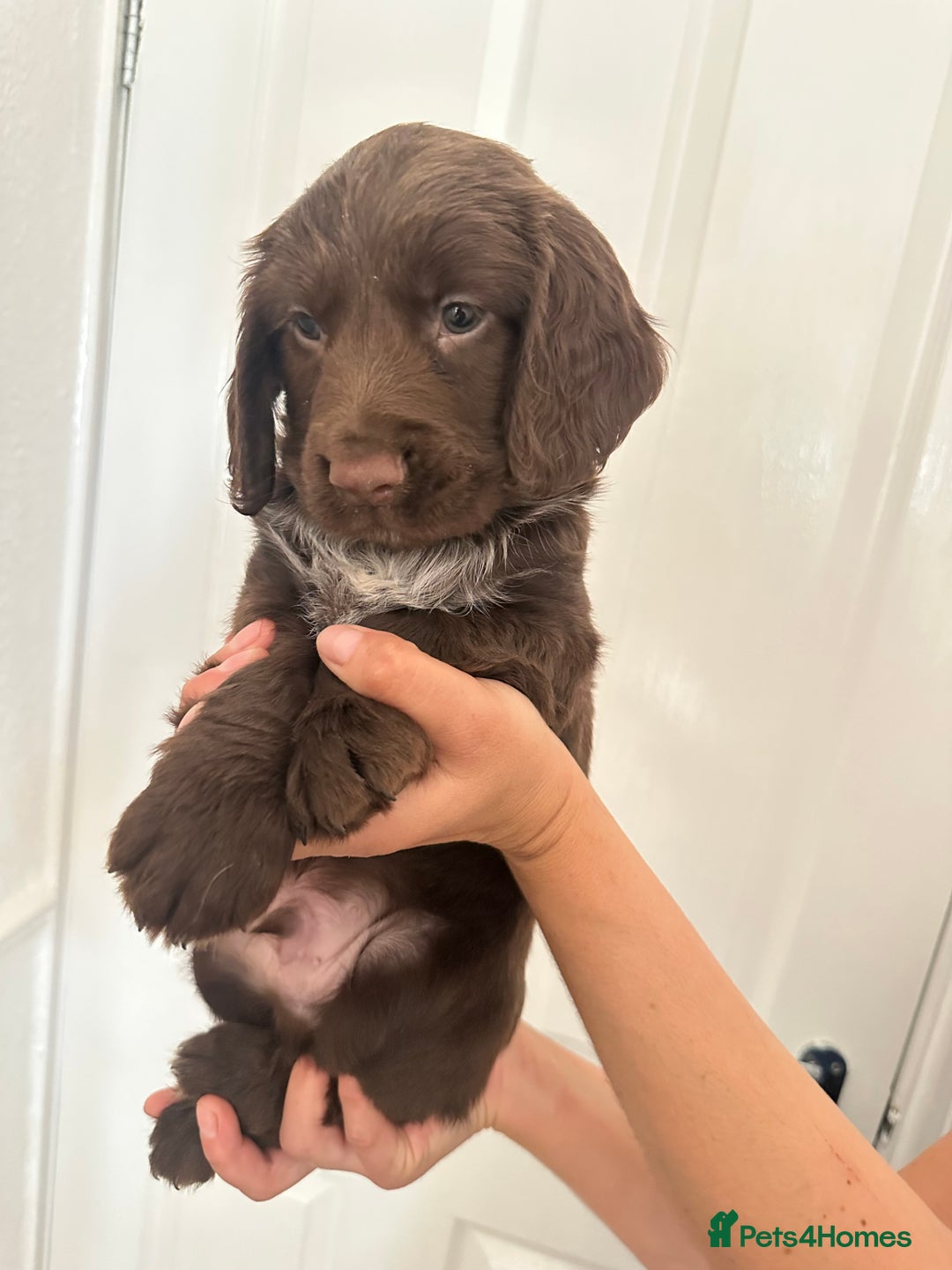 Cocker Spaniel dogs for sale: Show-Type Cocker Spaniels - Image 4