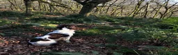 English Springer Spaniel dogs for sale: Beautiful Springer Spaniel Puppies For Sale  - Advert 19