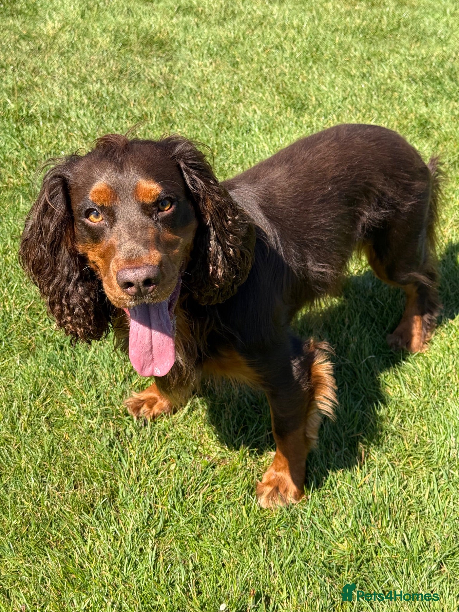 Cocker Spaniel dogs 🐾 Proven Stud - Healthy Working Cocker Spaniel 🐾 - Advert 1