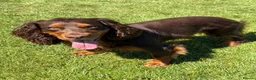 Cocker Spaniel dogs for stud: 🐾 Proven Stud - Healthy Working Cocker Spaniel 🐾 - Advert 1