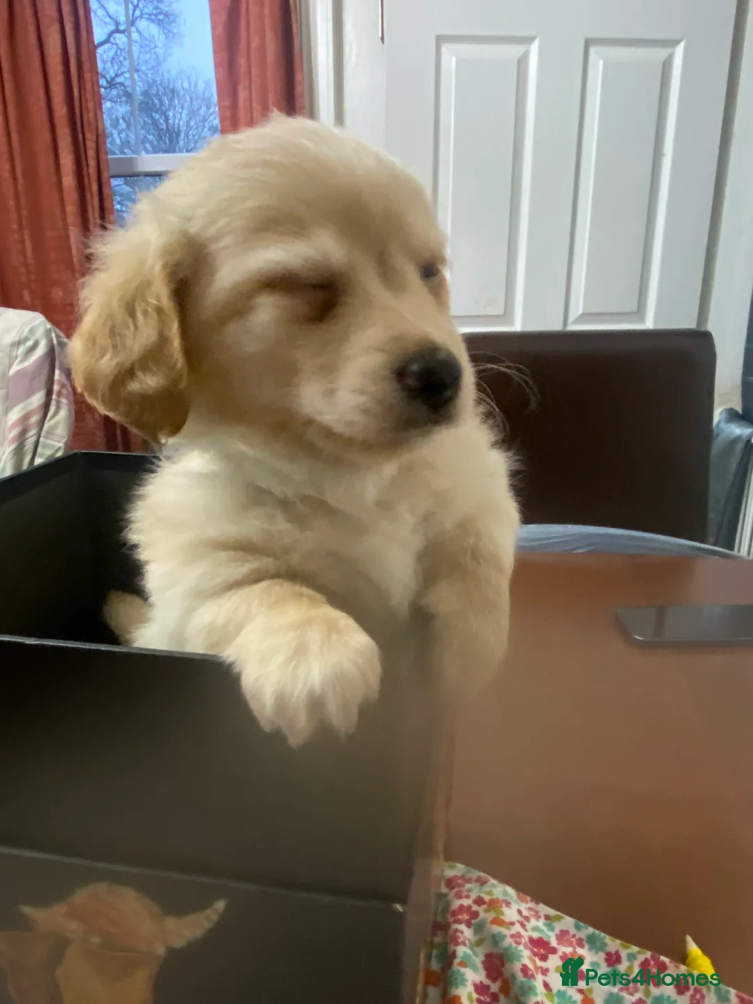 Mixed Breed dogs for sale: Daxie-CHON PUPPIES FOR SALE - Advert 12