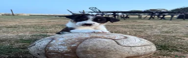 Border Collie 4