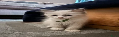 Ragdoll 1