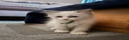 Ragdoll cats for sale: 🐾💙 GORGEOUS RAGDOLL KITTENS  - Advert 2