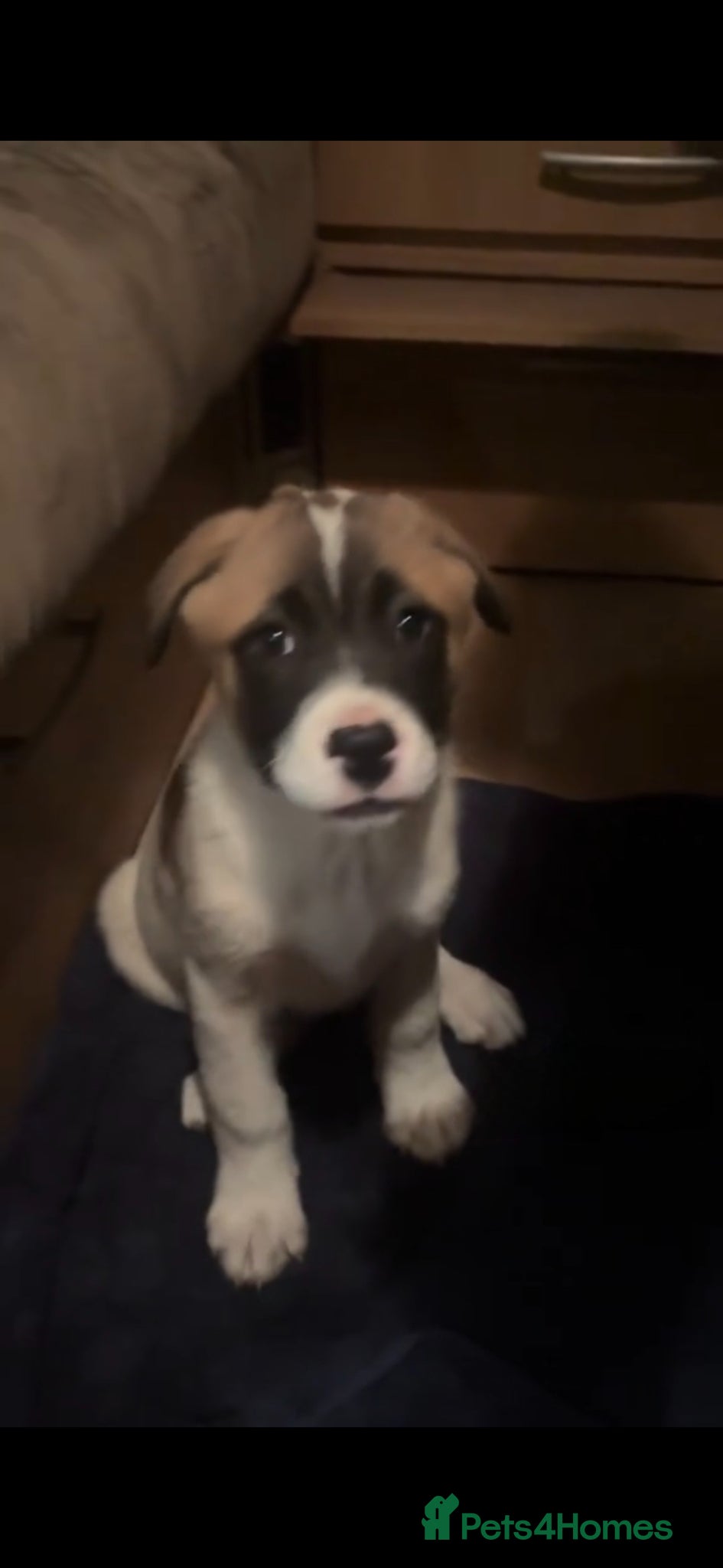 Mixed Breed dogs (1 GIRL LEFT) 9 Beautiful Akita x puppies for sale - Advert 11