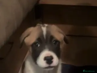 Mixed Breed dogs (1 GIRL LEFT) 9 Beautiful Akita x puppies for sale - Advert 11