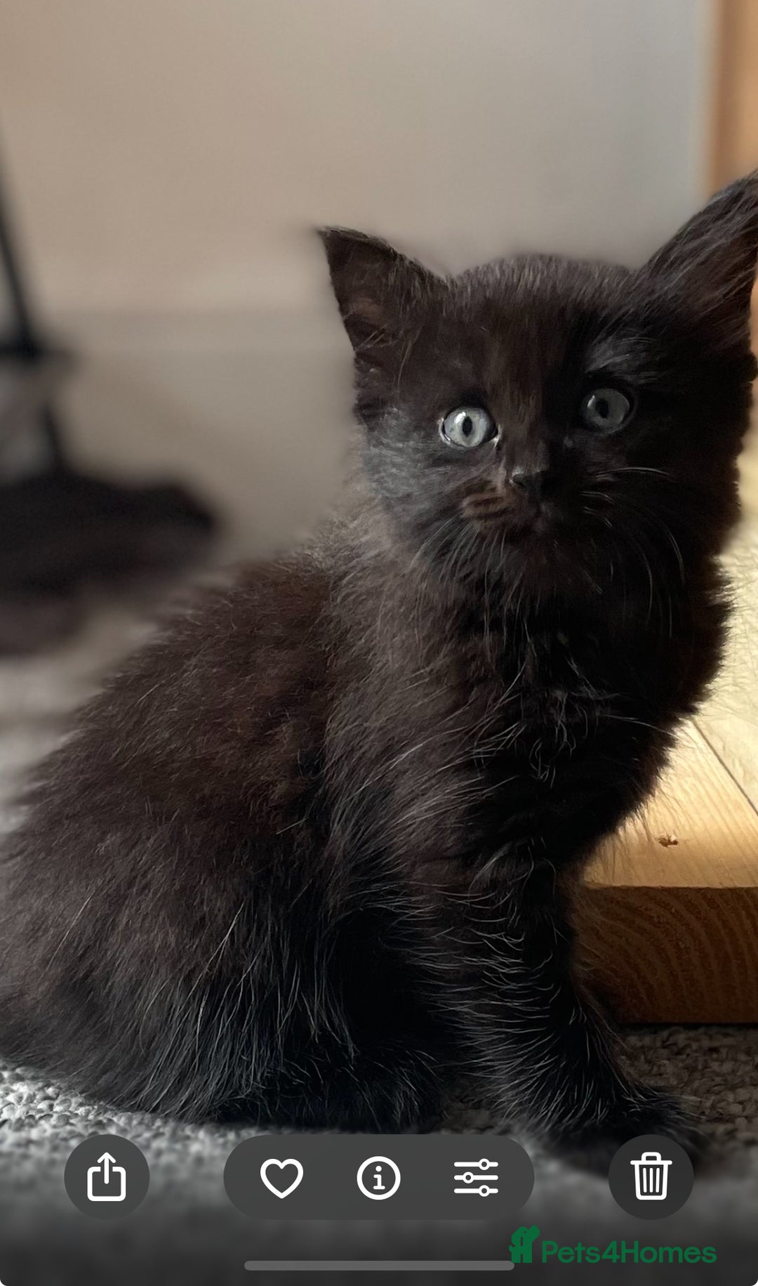 Mixed Breed cats for sale: 2 female kittens for sale! - Image 4