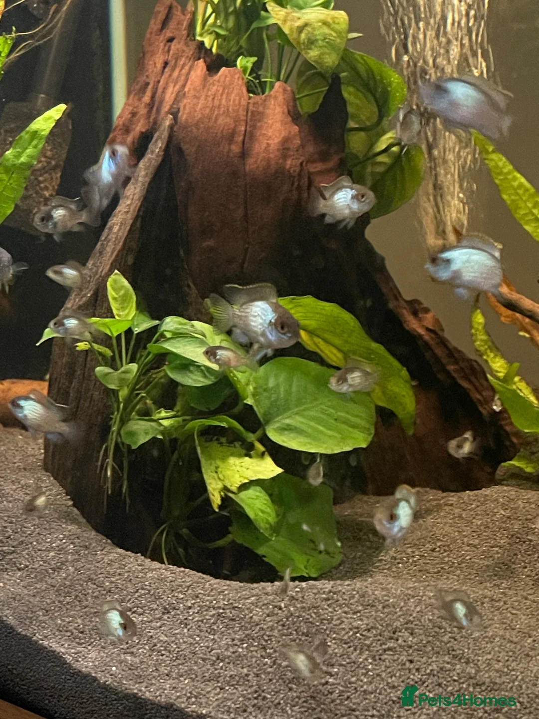 Cichlids fish for sale: Electric blue acara - Advert 3
