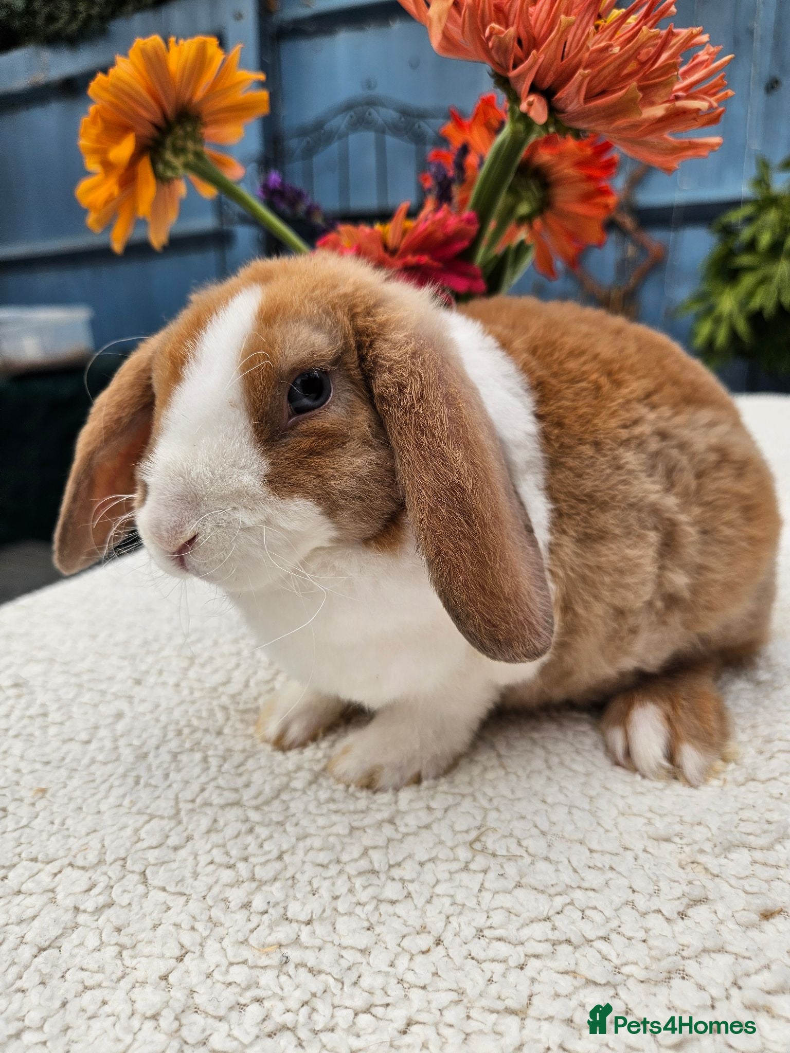 Mini Lop rabbits 9 wewks Purebred Mini Plush Lops- Suffolk - Advert 2