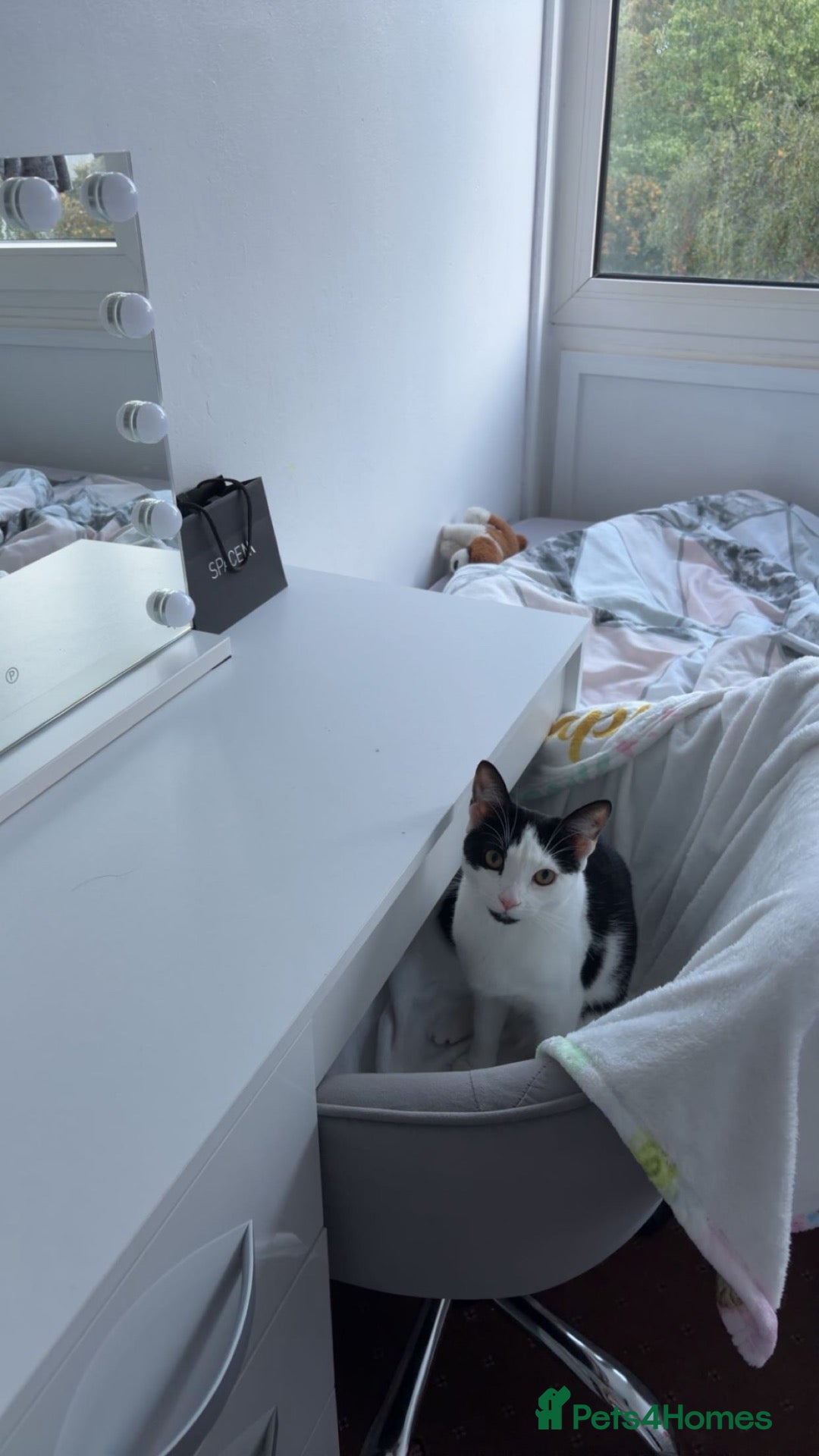 Domestic Shorthair cats Pretty Domestic short hair 8 month old kitten - Advert 1