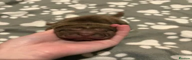 Shar Pei 1