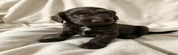 Cockapoo dogs for sale: Lovely chocolate Cockapoo puppies F2 - Advert 13