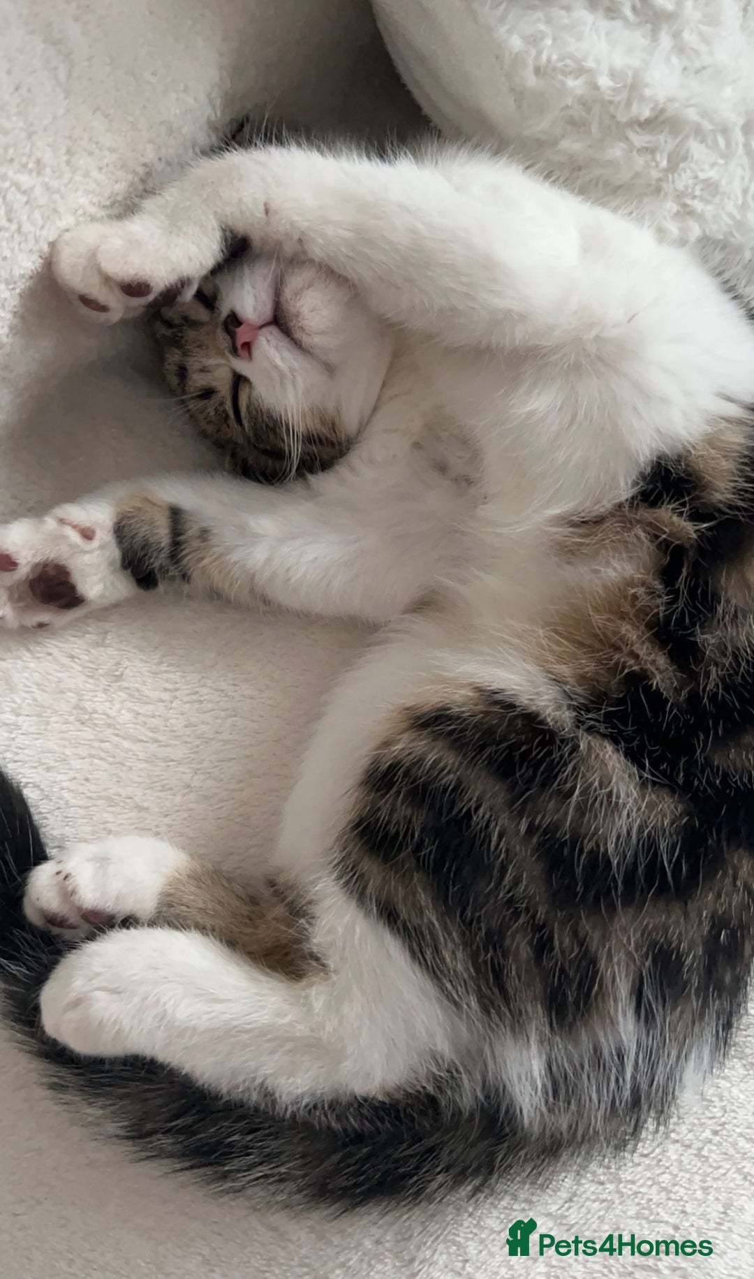 Mixed Breed cats for sale: 1 year old girl for sale - Advert 4