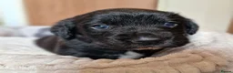 Springador dogs for sale: BEAUTIFUL SPRINGADOR PUPPIES - Advert 5