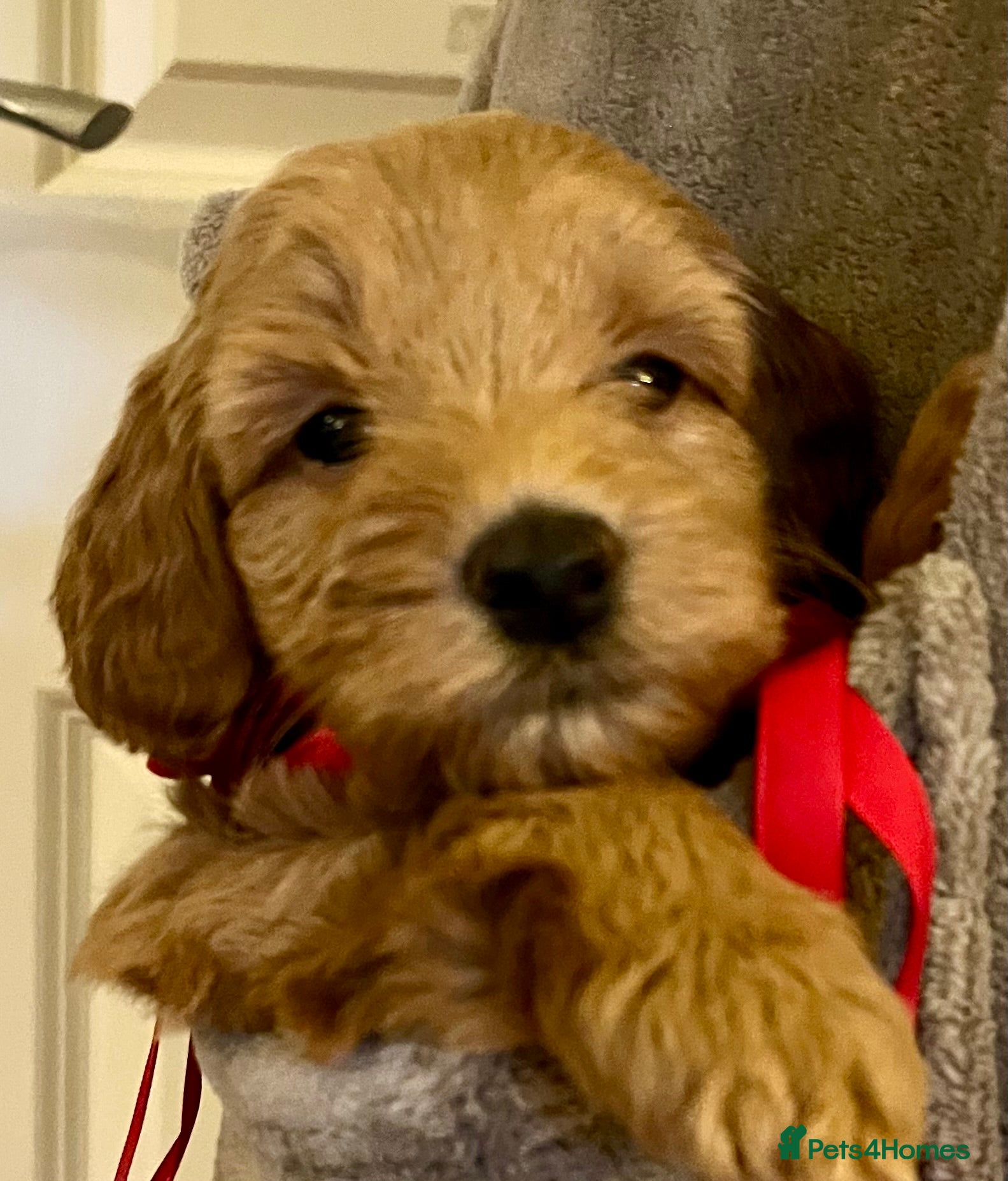 Labradoodle dogs 🥰 Cute 💕 Miniature labradoodle Puppies F2BB  💕 - Advert 17