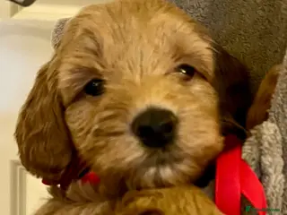 Labradoodle dogs 🥰 Cute 💕 Miniature labradoodle Puppies F2BB 💕 - Advert 10